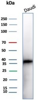 B3GAT1 Antibody
