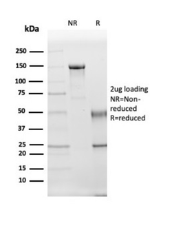 KLK5 Antibody