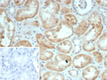 S100G Antibody