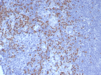 PAX5 Antibody