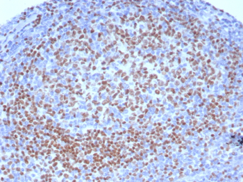 PAX5 Antibody
