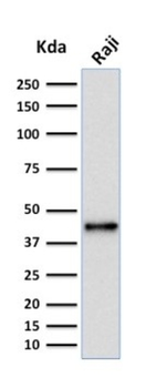 PAX5 Antibody