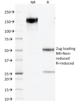 PAX5 Antibody