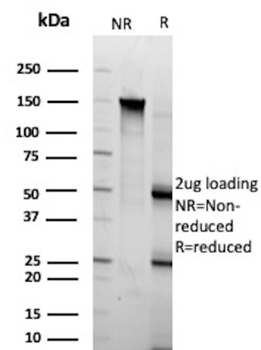 PAX5 Antibody