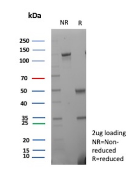 ICOSLG Antibody