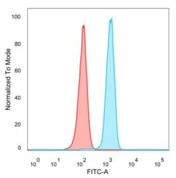SATB1 Antibody