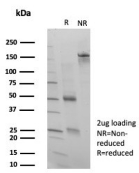SATB1 Antibody