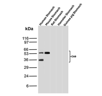 CA9 Antibody