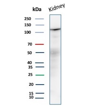 MDM2 Antibody