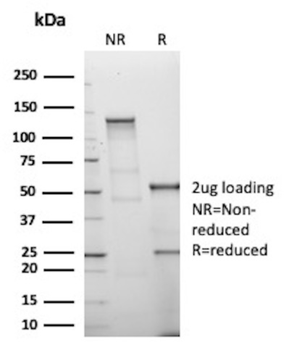 MDM2 Antibody