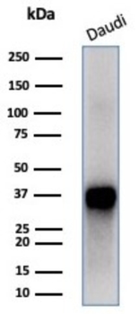 FLI1 Antibody
