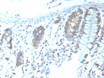 CD151 Antibody