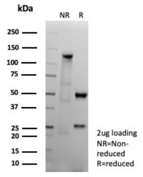 CD151 Antibody