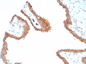 GLUL Antibody