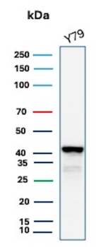 GLUL Antibody