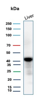 GLUL Antibody