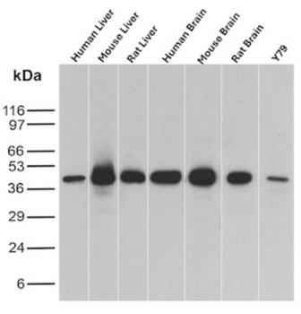 GLUL Antibody