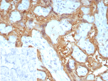 LGALS13 Antibody