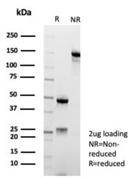LGALS13 Antibody