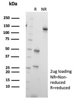 FLI1 Antibody
