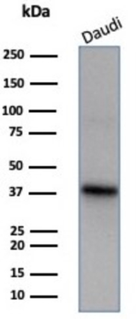 FLI1 Antibody