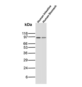 DSC2 Antibody