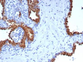 PTPRU Antibody