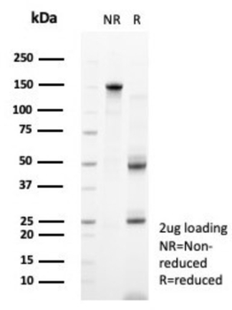 PTPRU Antibody