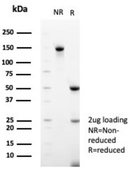 CD99 Antibody