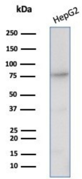 DPP4 Antibody