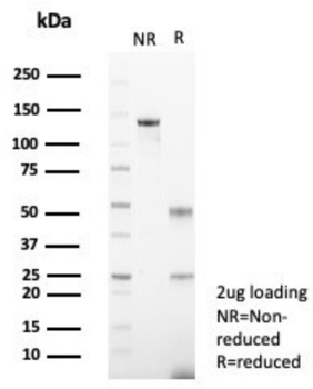 DPP4 Antibody