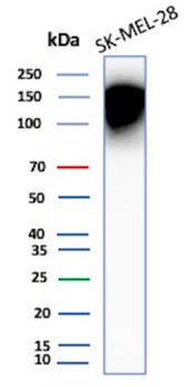 CEACAM1 Antibody