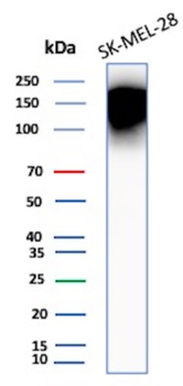 CEACAM1 Antibody
