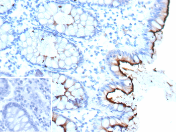 CEACAM1 Antibody