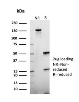 CEACAM1 Antibody