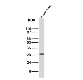 CALB2 Antibody