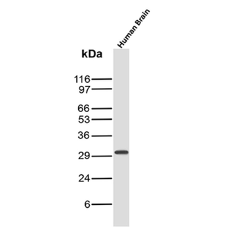 CALB2 Antibody
