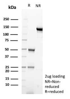 CD83 Antibody