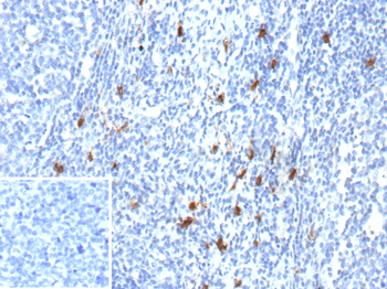 CD83 Antibody
