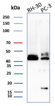 CD83 Antibody