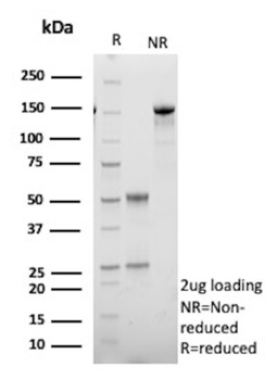 HSD17B13 Antibody