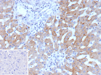 HSD17B13 Antibody