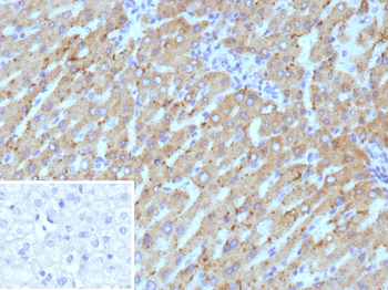 HSD17B13 Antibody