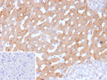 HSD17B13 Antibody
