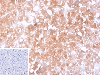 CYP2C9 Antibody