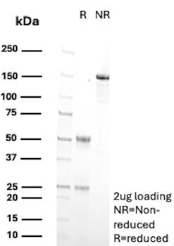 CYP2C9 Antibody