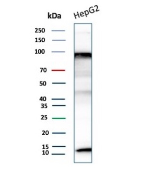 BAP1 Antibody
