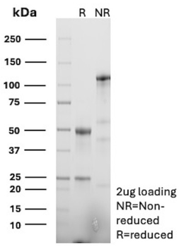 BAP1 Antibody