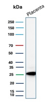 TFPI2 Antibody