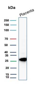 TFPI2 Antibody